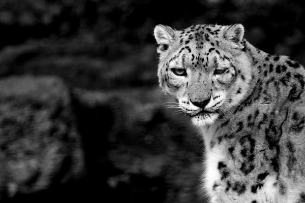 Snow Leopard Black and White by spike83 on DeviantArt