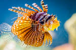 Broadbarred Firefish II by spike83