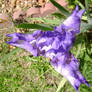 Iris's Irises 5 - Shy Purple2