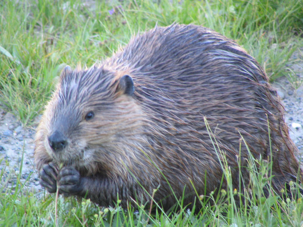 Beaver by KutsuKudasai on DeviantArt