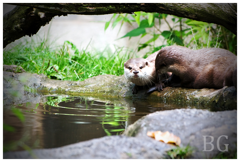 Otters