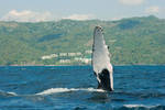 Humpback whale by Sogurd