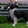 1st Border collie Conformation Show