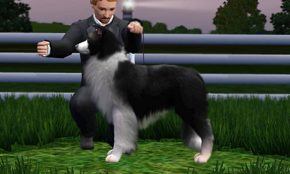 1st Border collie Conformation Show