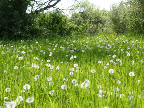 Field of Puffs