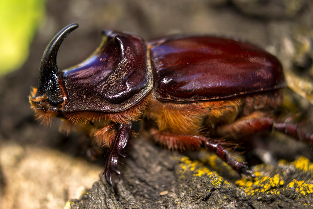 Oryctes nasicornis