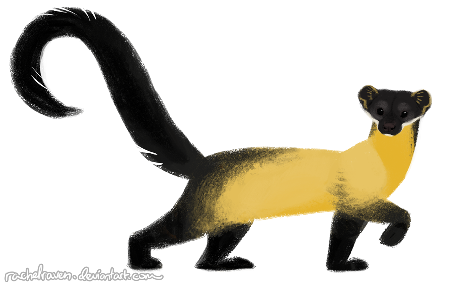 Yellow Throated Marten