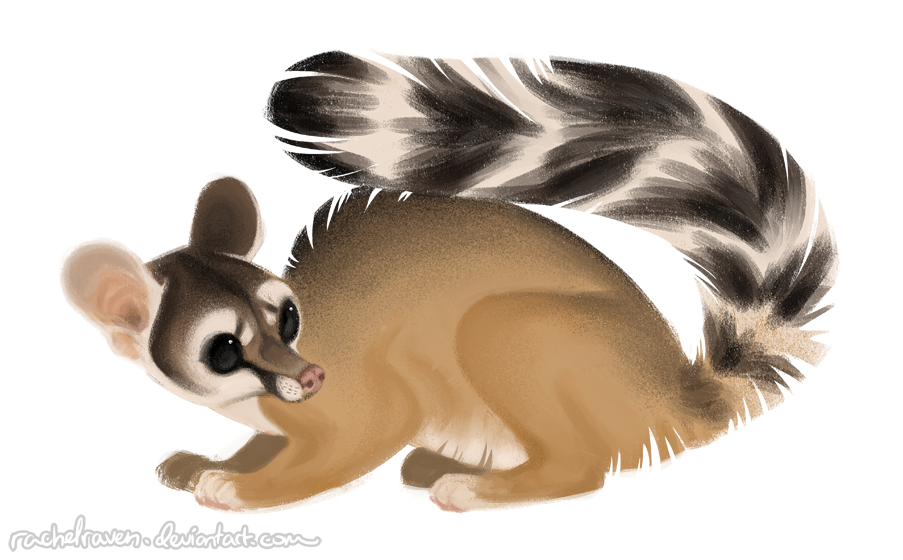Deviantart Ringtail Ring tailed cat by RachelRaven on DeviantArt