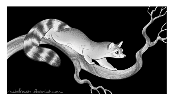 Deviantart Ringtail Explore the Best Ringtail Art | DeviantArt