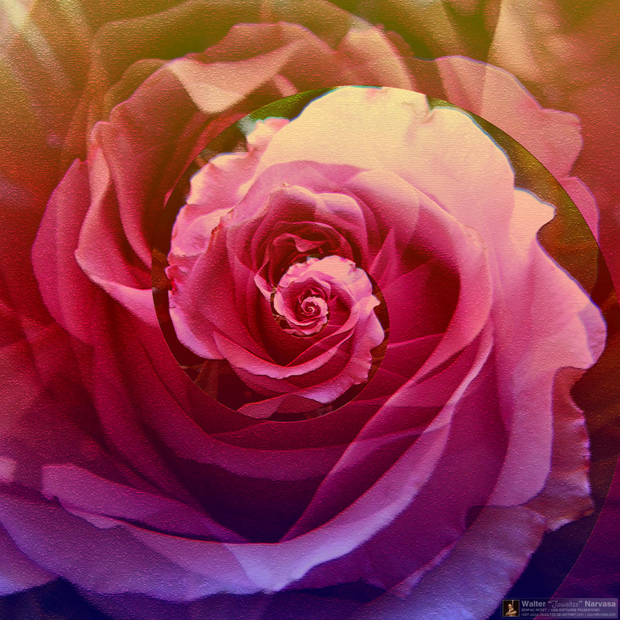 Pink Rose