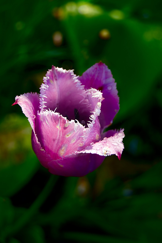 Tulip