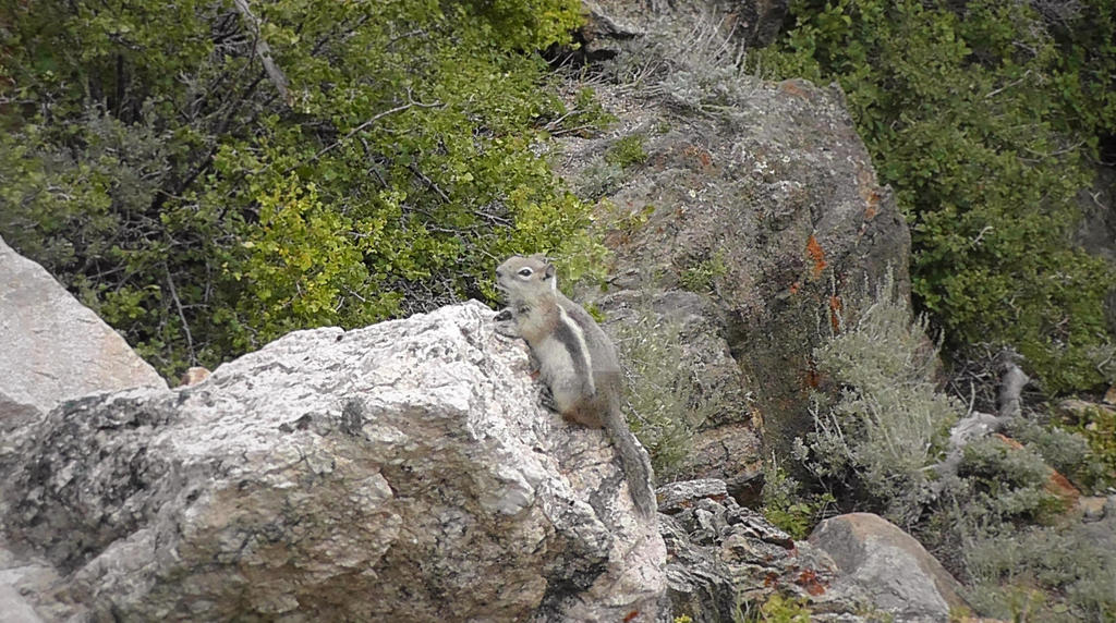 Ground Squirrel