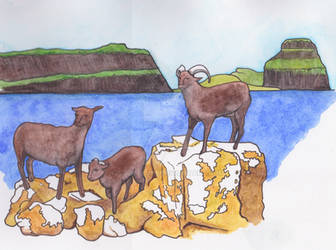 Extinct Faroese Sheep