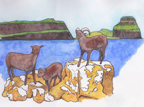 Extinct Faroese Sheep