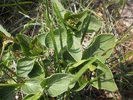 Vincetoxicum pannonicum