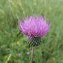 Queen Anne's thistle (Cirsium canum)