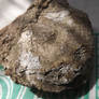 Scallop fossil