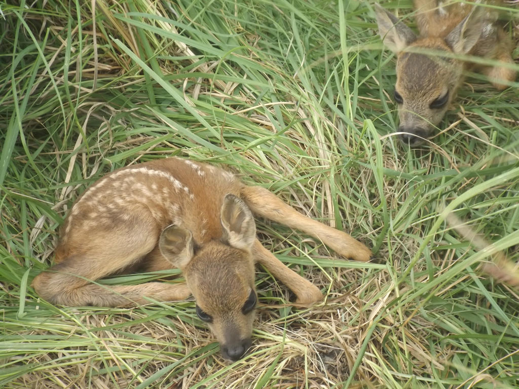 Fawns by AgateTurtle