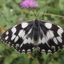 Marbled White