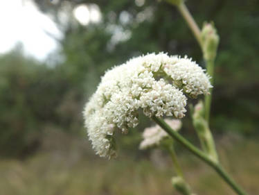 Hungarian seseli (Seseli leucospernum)