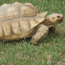 African spurred tortoise (Geochelone sulcata)