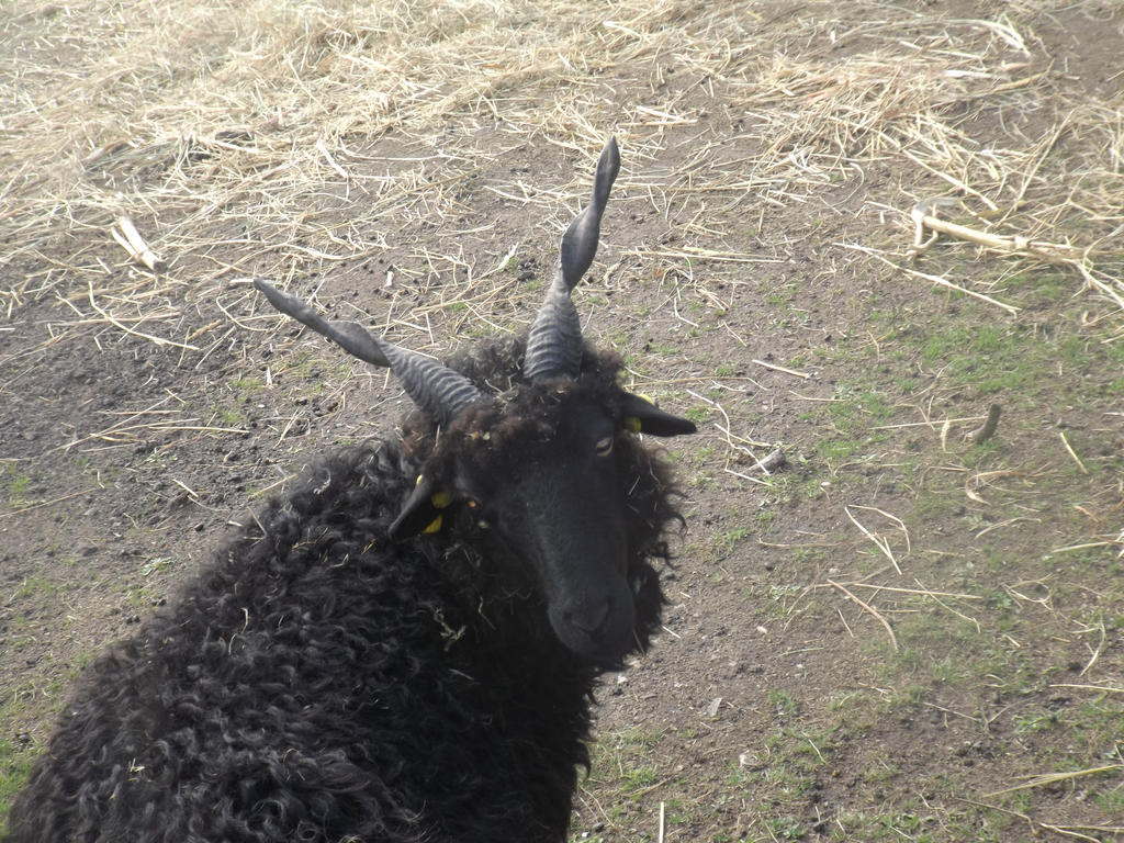 Racka Racha Racka sheep by mossagateturtle on DeviantArt