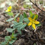 Hypericum humifusum