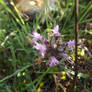 Thyme in dew