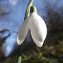 Snowdrop (Galanthus nivalis)