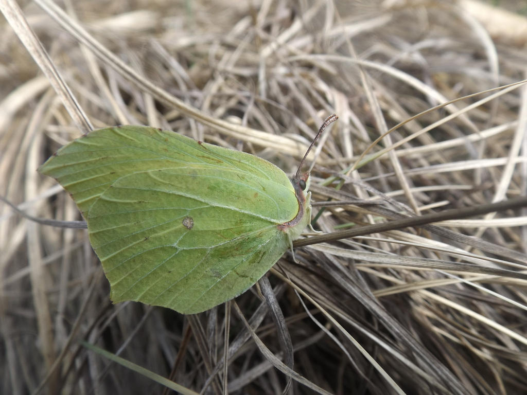 Female Brimstone