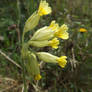 Primrose (Primula veris)