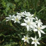 Star-of-Bethlehem