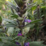 Blue Bugle (Ajuga genevensis)