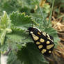 Cream-spot Tiger (Arctia vilica)