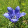 Marsh gentian