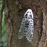 Leopard moth (Zeuzera pyrina)