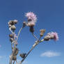 Cirsium brachycephalum