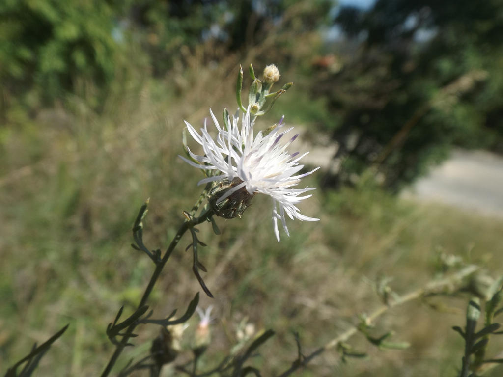 White knapweed