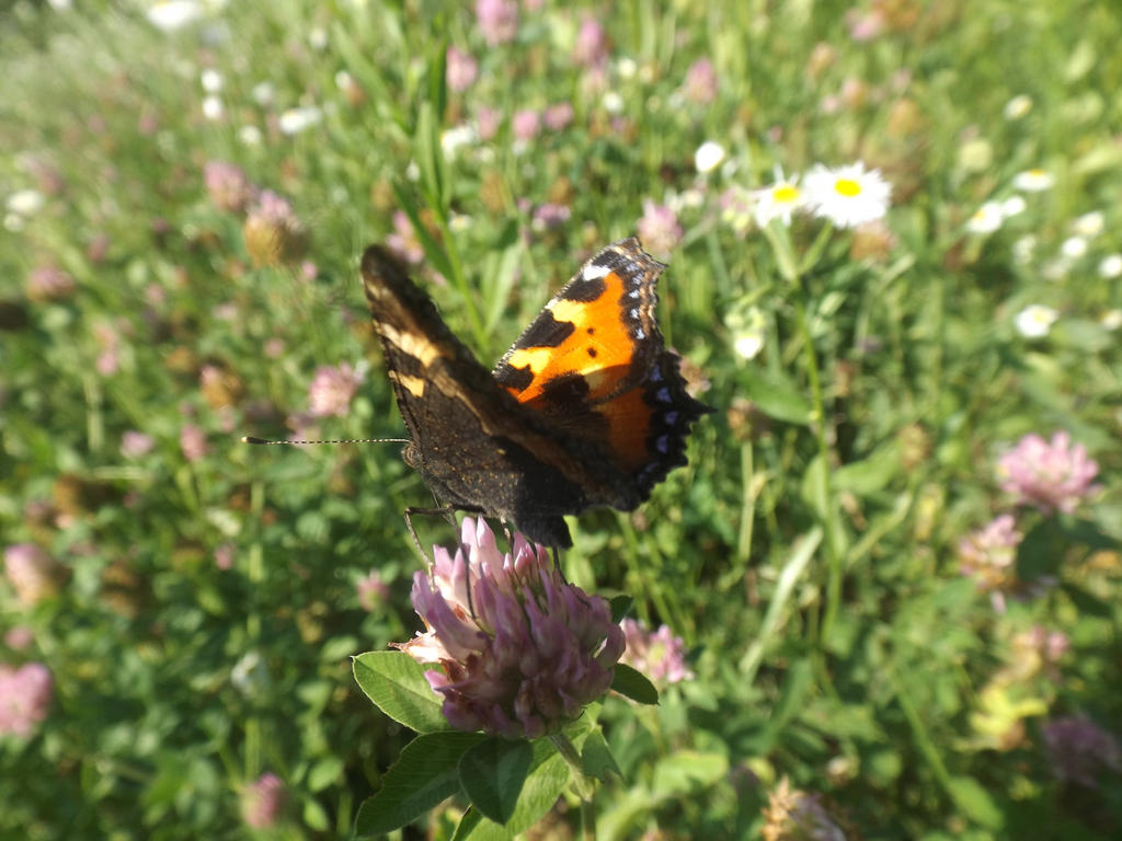 Small Tortoiseshell (Aglais urticae)