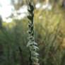 Autumn lady's-tresses (Spiranthes spiralis)