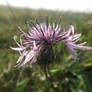 Centaurea sadleriana