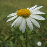 Autumn daisy