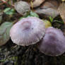 Inocybe geophylla var. lilacina