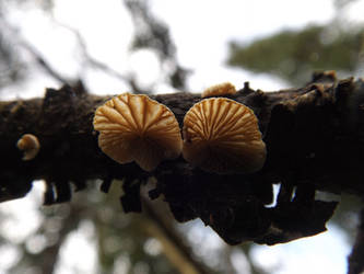 Mushroom twins