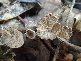 Schizophyllum commune