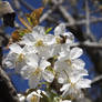 The first cherry blossoms