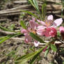 Dwarf Russian almond (Prunus tenella)