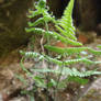 Scented oakfern (Gymnocarpium robertianum)