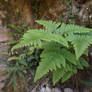 Life on ruins (ferns)