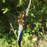 Broad-bodied chaser (Libellula depressa)